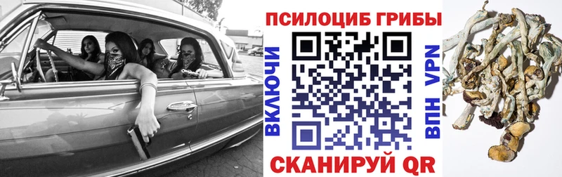 как найти   Иваново  Галлюциногенные грибы Psilocybe 